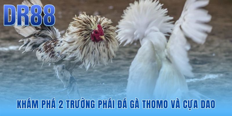 Đá gà Thomo và cựa dao khác biệt từ vũ khí đến lối chơi