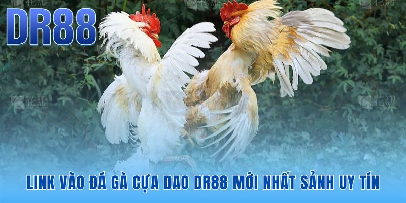 Đá gà cựa dao DR88 kết nối trực tiếp hệ thống trường gà Thomo