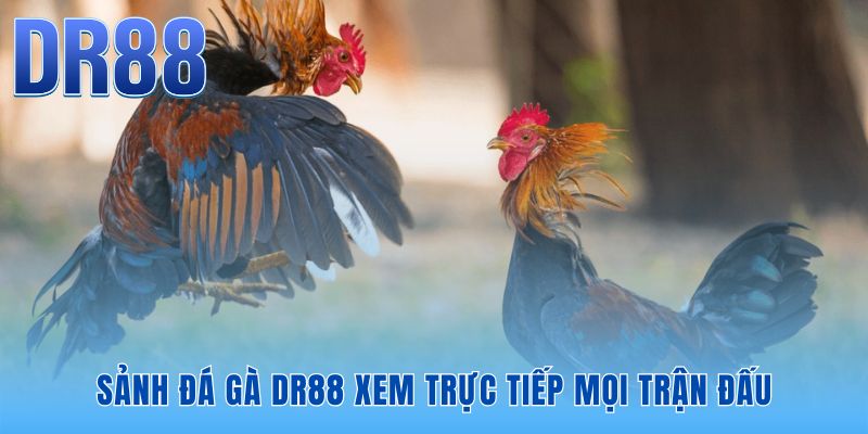 Đá gà DR88 trải nghiệm xem trực tiếp Full HD sống động